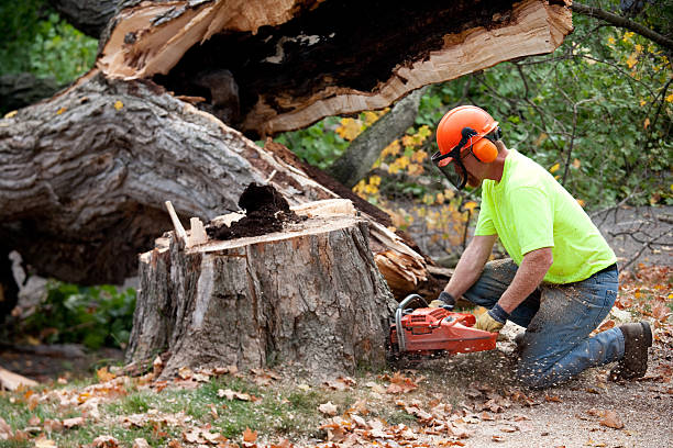 Reliable Goulds, FL Tree Service Solutions